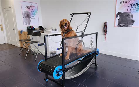 pitbull dog treadmill|treadmill for dogs inhumane.